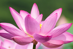 lotus_flower